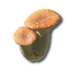 轻红柱状菌
